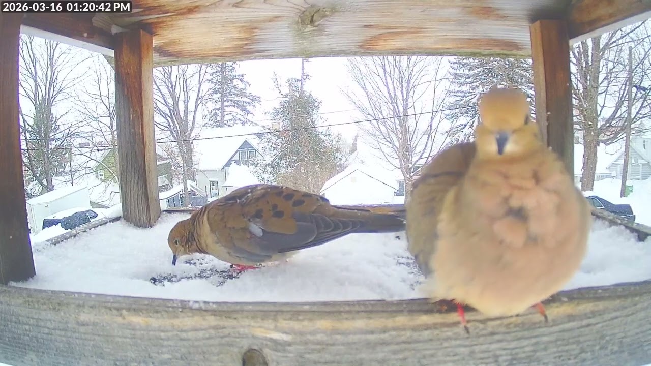 Daily Birdfeeder Highlight Reel (Monday)