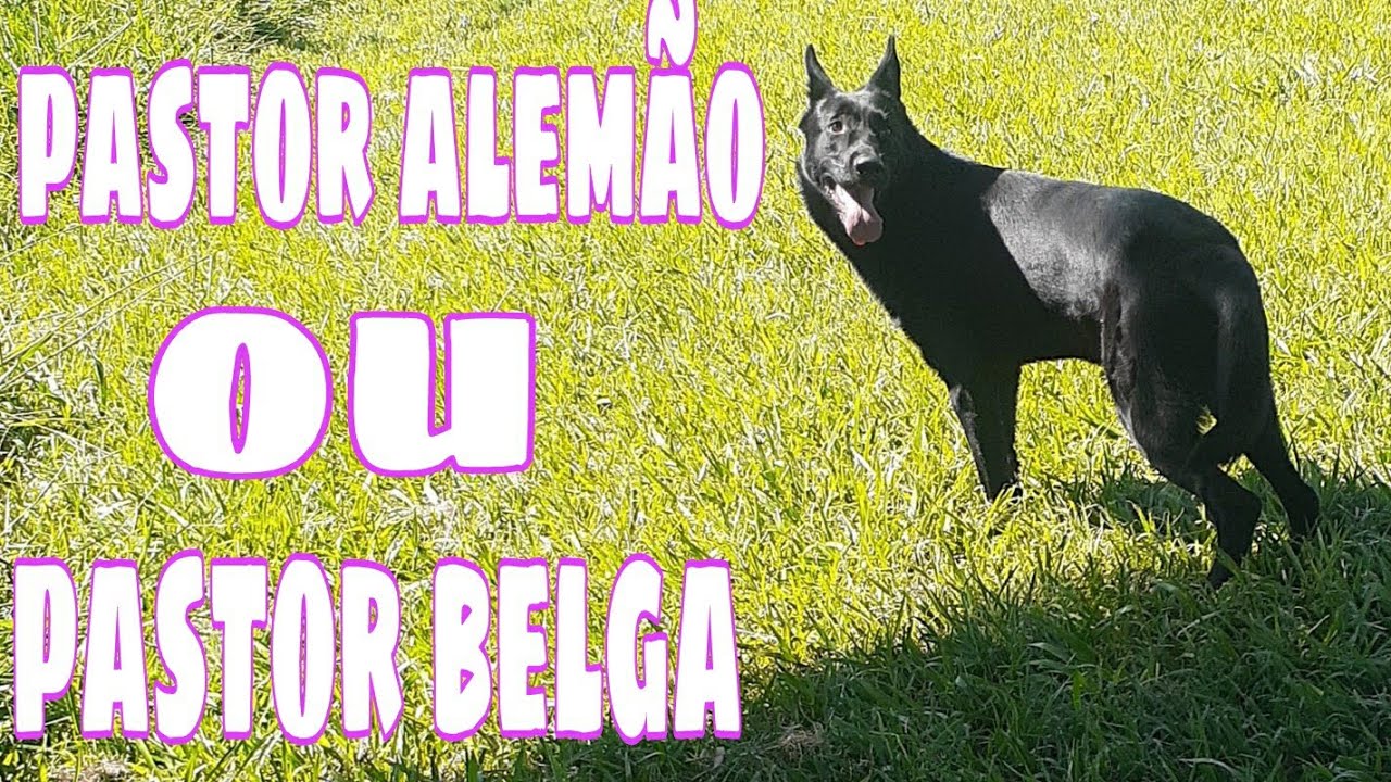 Diferença  do pastor alemão preto e do pastor belga