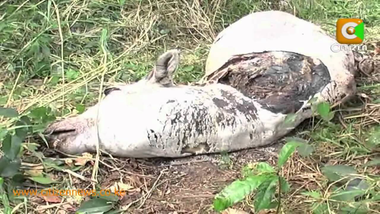 Tana River Residents Ordered to Surrender Guns