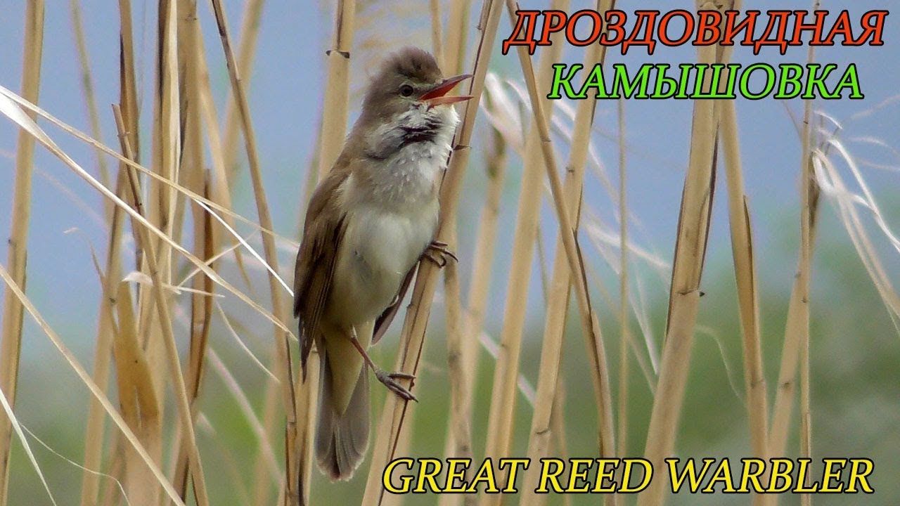 Дроздовидная Камышовка и её пение / Great Reed Warbler song