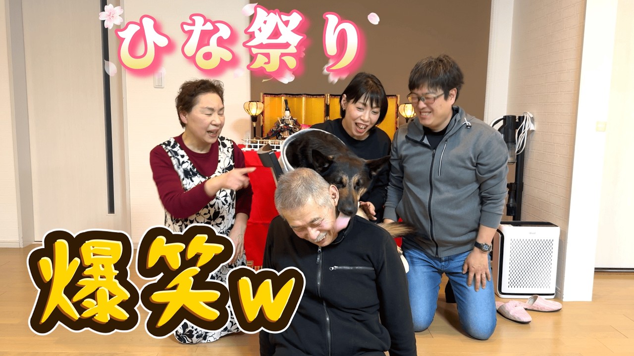 実家でひな祭りしたら、愛犬が今年もやらかしましたw【ジャーマンシェパード】