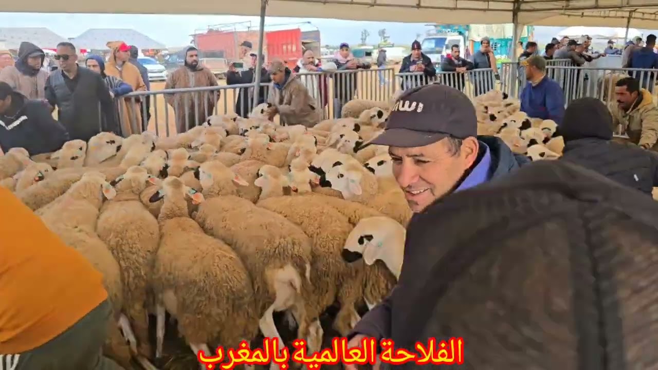 تجمع لقراقرا Anoc بالتاريخ 6\2\2026