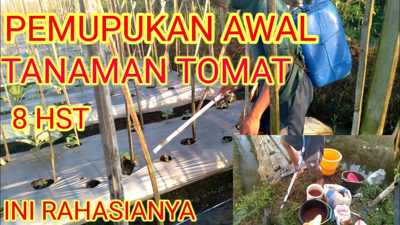 Cara Pemupukan Pertama Tomat Servo F1