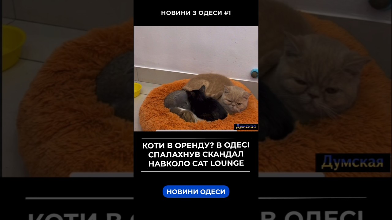 Коти в оренду? В Одесі спалахнув скандал навколо Cat Lounge #думская #одеса #кот #котикі #catlounge