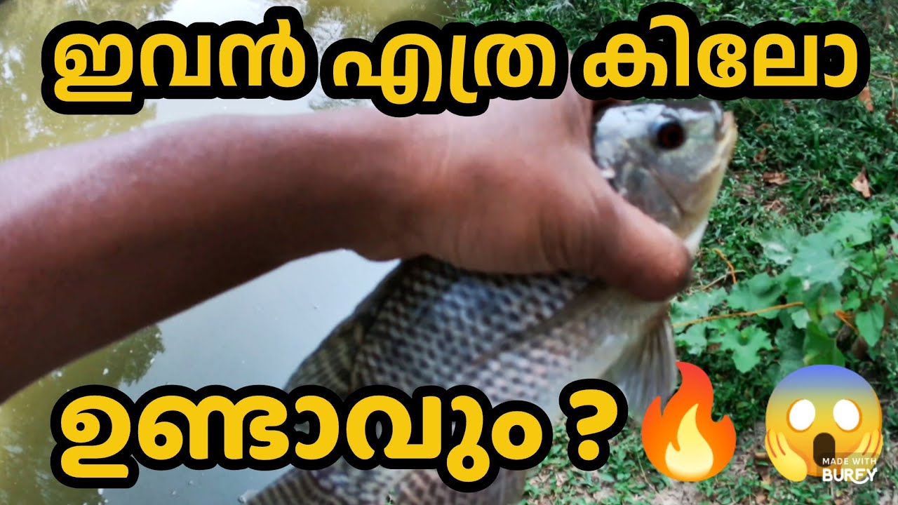 🔥സിലോപിയ പിടുത്തം 🐬|Thilopiya hunting #fishing #fish #nature #fishinglife #fishing malayalam #shorts