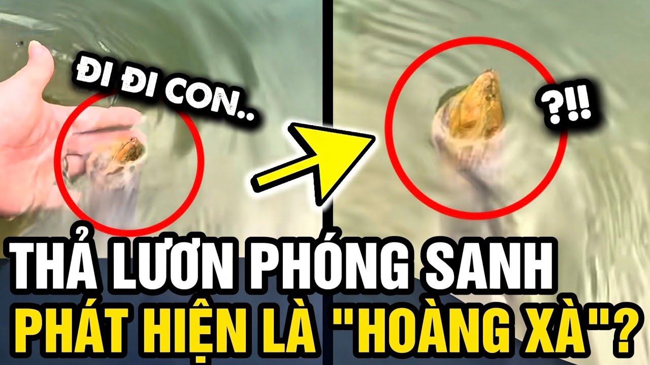Quay clip PHÓNG SANH LƯƠN, dân mạng phát hiện đó là 'HOÀNG XÀ' | Tin 3 Phút