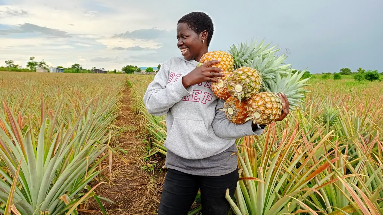 Step-by-step Guide For Successful Pineapple Cultivation in Uganda