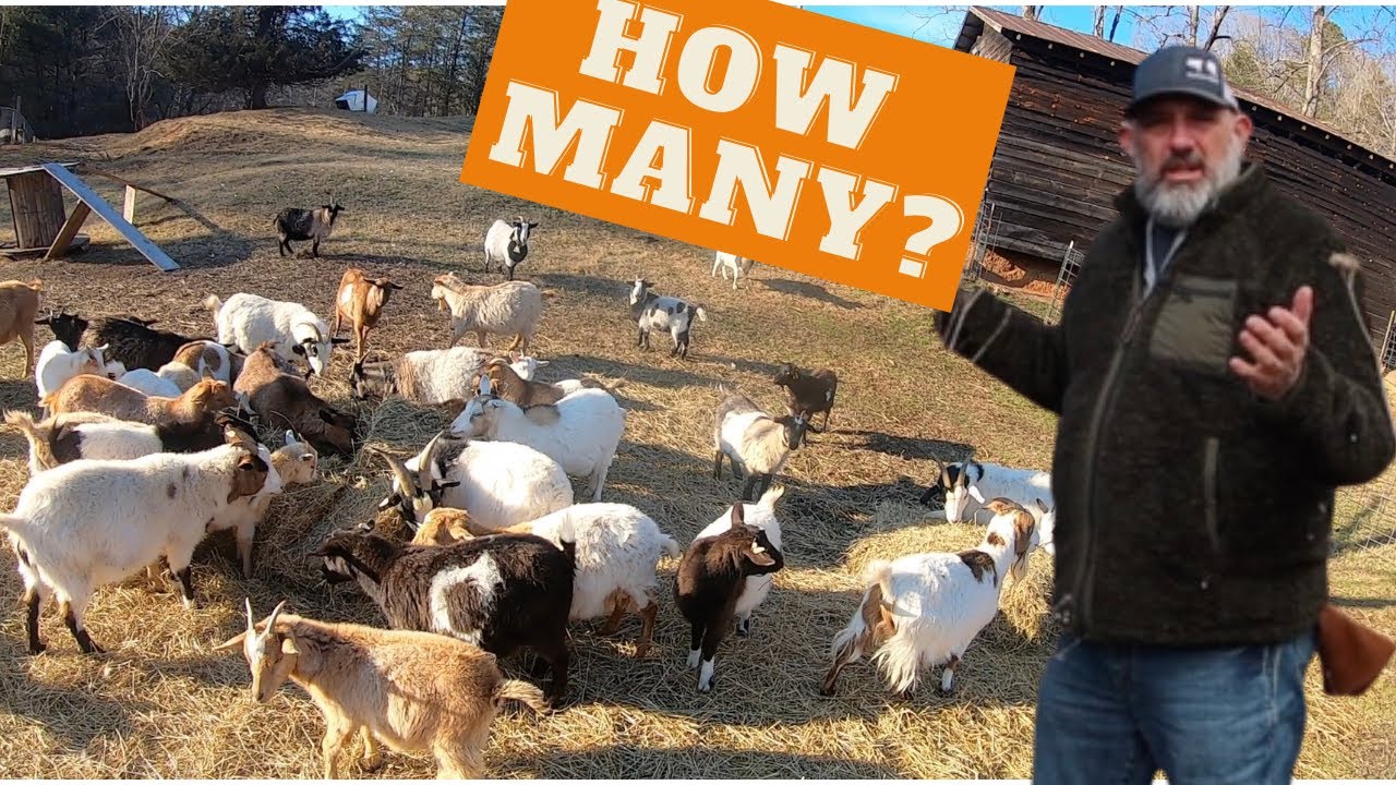 How many goats or sheep can I run per acre?  A commonly ask question with new livestock producers