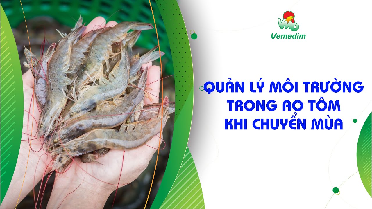 Quản lý môi trường trong ao tôm khi chuyển mùa