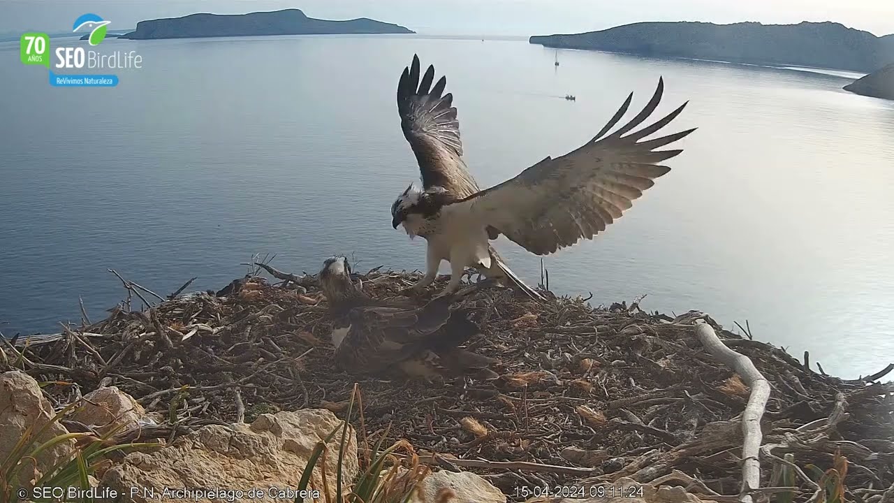 ⚠️ Huevo roto en Cabrera 😱 - Águila pescadora
