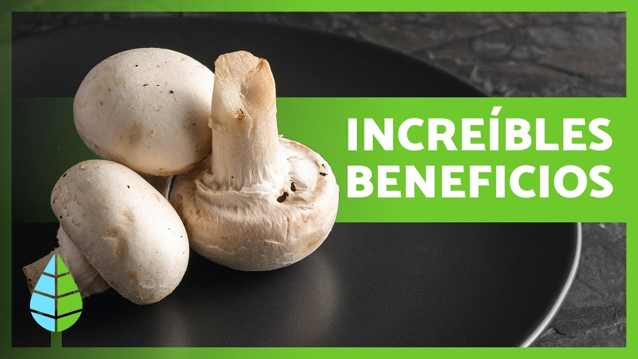BENEFICIOS de los CHAMPI&Ntilde;ONES 🍄✅ (Propiedades Medicinales, C&oacute;mo Comerlos y Contraindicaciones)