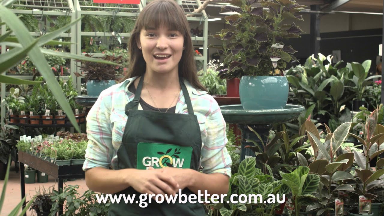 Grow Better Premium Potting Mix