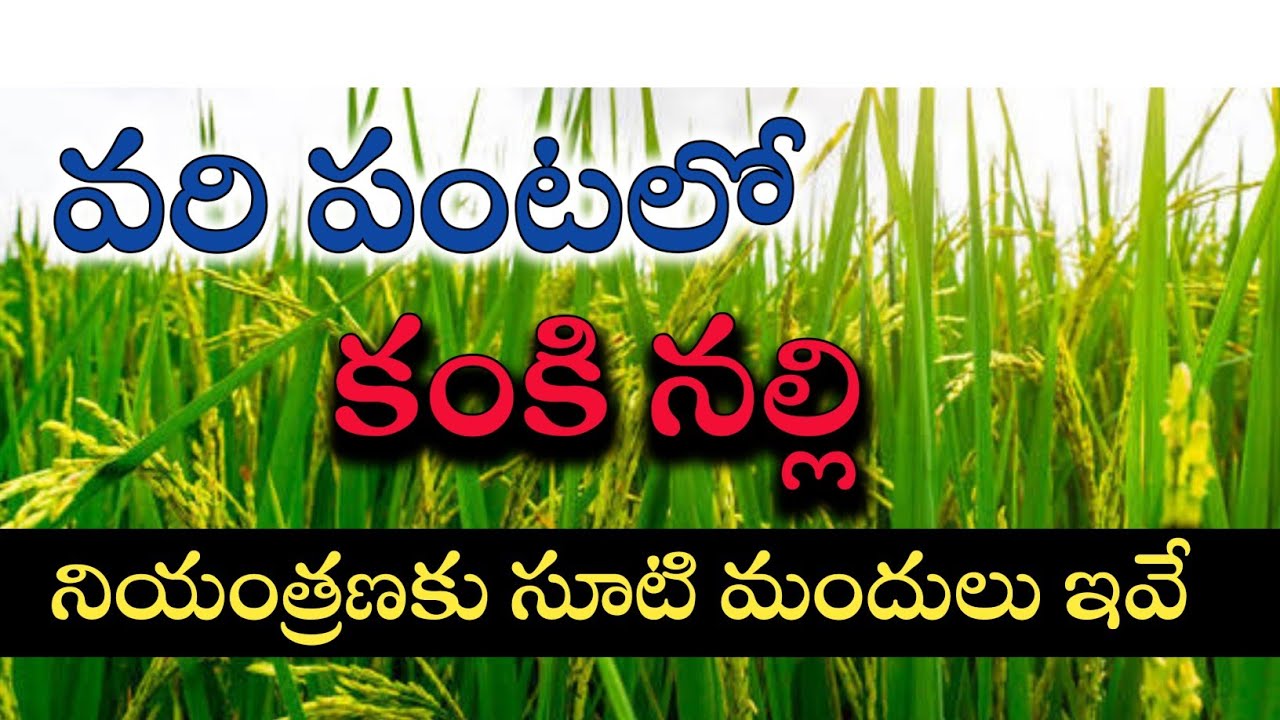 Varilo kanki nalli nivarana | వరిలో కంకి నల్లి నియంత్రణ | కంకి నల్లితో దిగుబడి తగ్గుతుంది