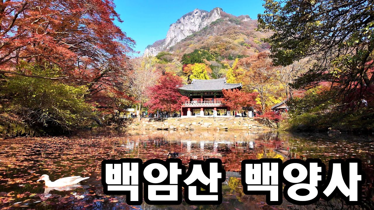 2025 백암산 백양사🍁단풍|AI Music