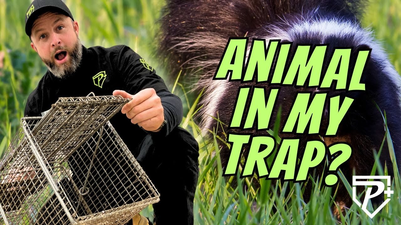 How To Check A Wildlife Trap Set