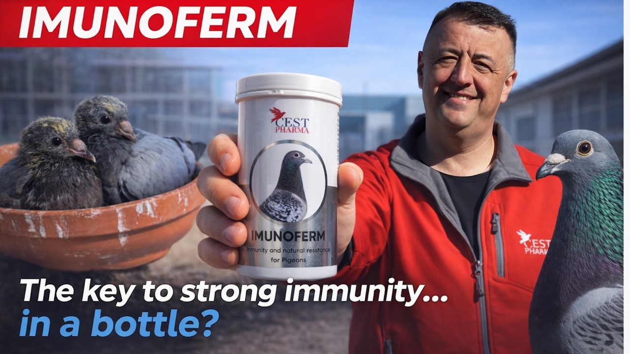 Формула для укрепления иммунитета, которую ждали лучшие голубеводы | Imunoferm Cest Pharma