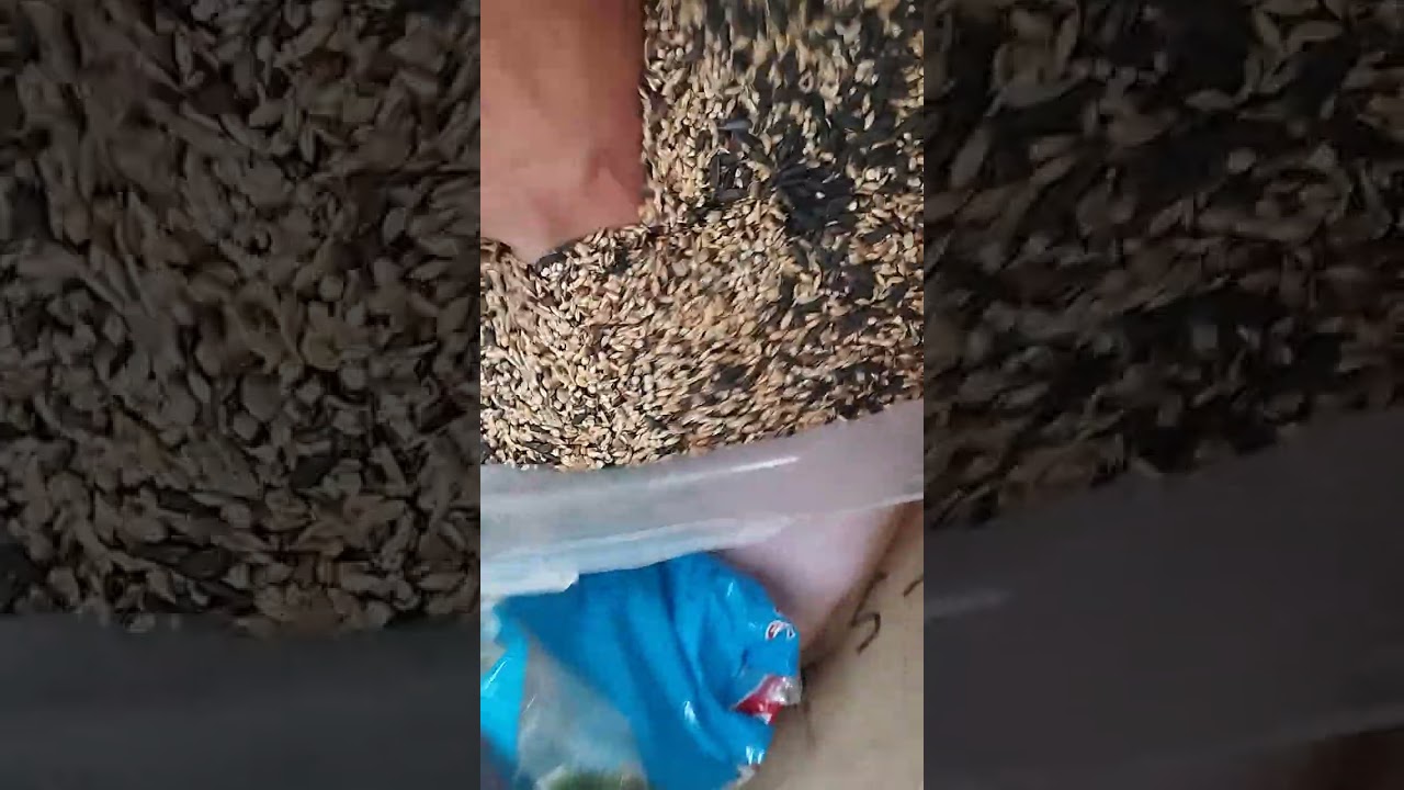 غداء متكامل للعصفور