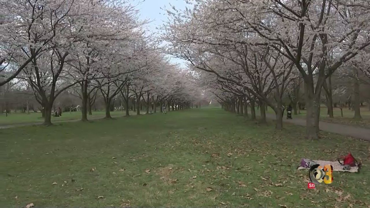 Shofuso Cherry Blossom Festival Returns To Philadelphia After 2 Years Off Due To COVID