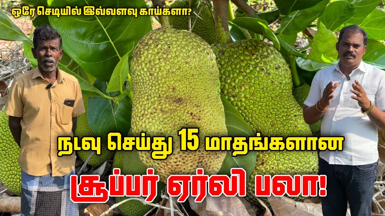 நடவு செய்து 15 மாதங்களில் பலா பழமா!? | Vietnam Super Early Jackfruit farming | Pasumai Bharatham