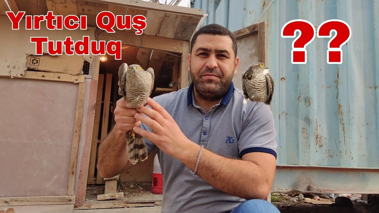 YIRTICI QUŞ TUTDUQ (QIRĞI ??) #mubarizemintv @mubarizemintv2271