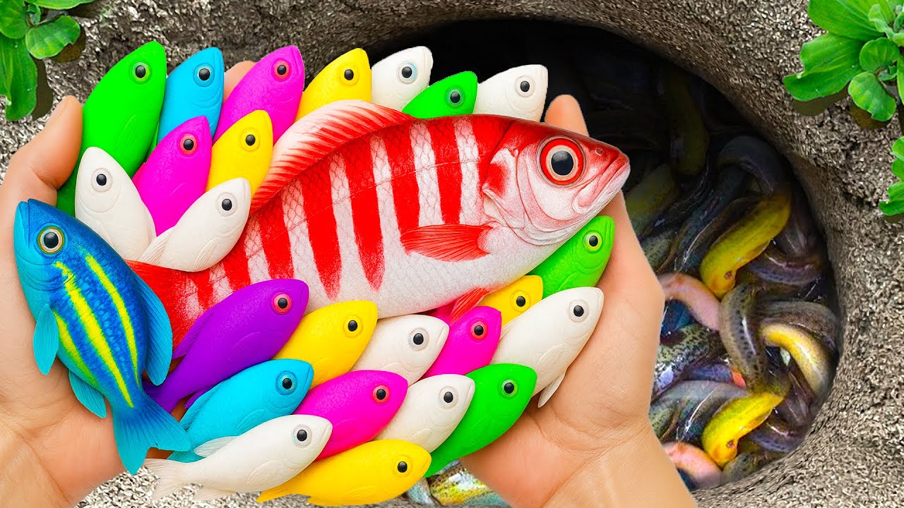 Amazing Catch Ornamental Fish in Giant Colorful Eggs, Tropical Fish, Butterfly Fish, Koi, Tiger Fish