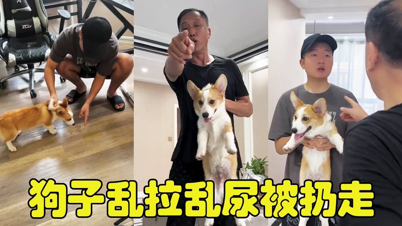 柯基在家乱拉乱尿彻底惹毛爸妈，拎起来就要扔到外面！这下该怎么办啊【勋勋】