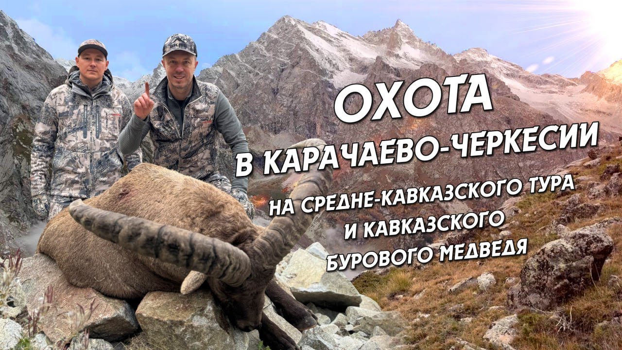 ОХОТА В КАРАЧАЕВО-ЧЕРКЕСИИ НА СРЕДНЕ-КАВКАЗСКОГО ТУРА И КАВКАЗСКОГО БУРОВОГО МЕДВЕДЯ #охота #hunting