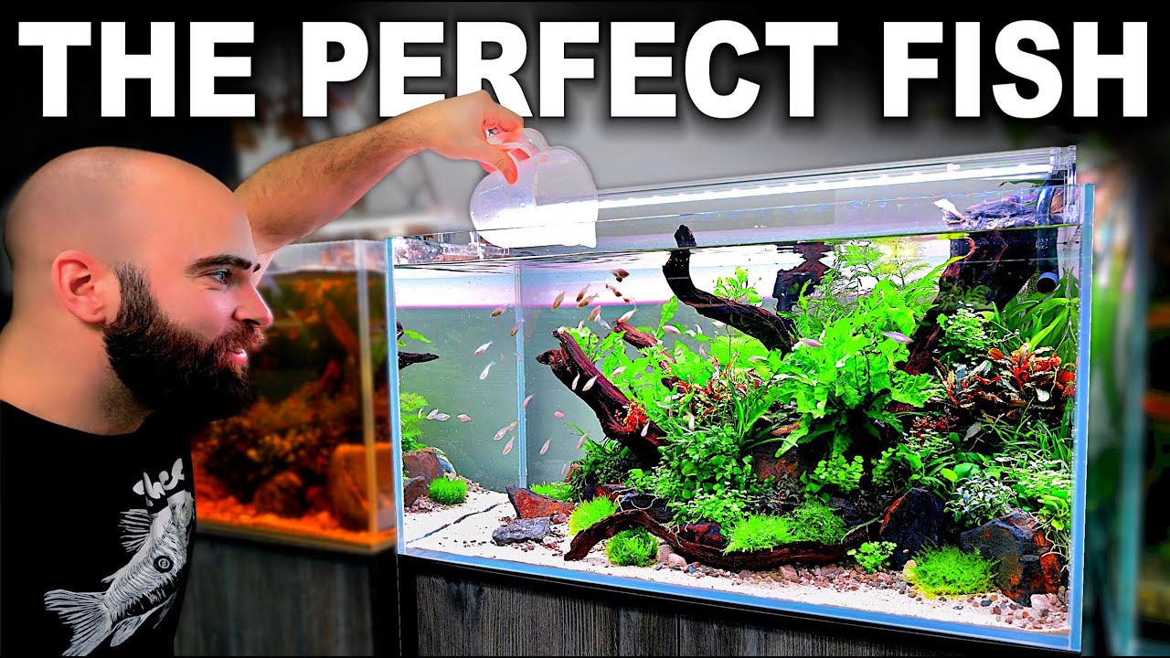 FULL AQUARIUM BUILD for The Perfect Fish!