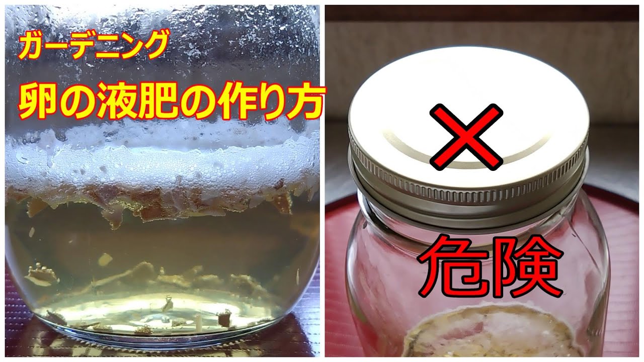 ガーデニング　卵の液肥の作り方
