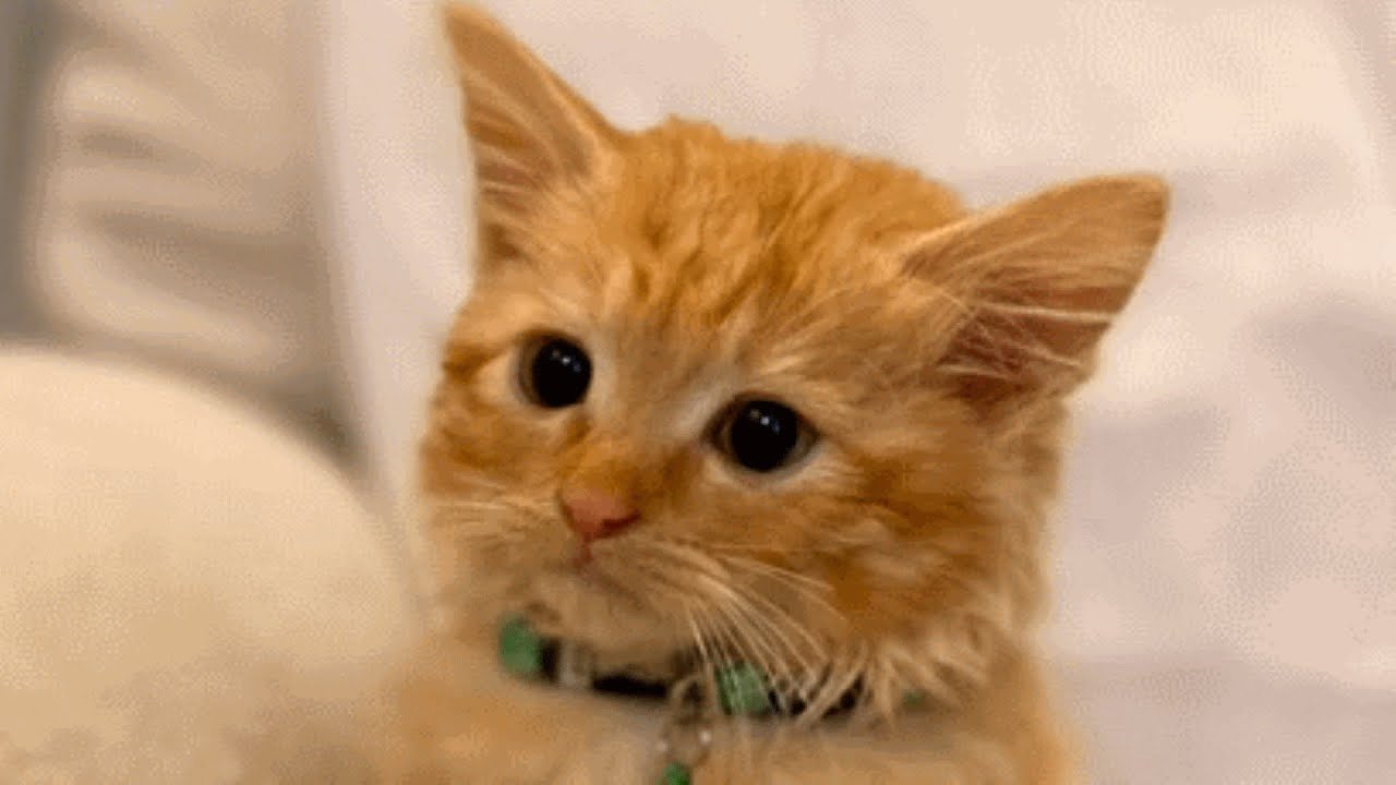 Woman brings home a cat. Then she discovers something unusual about his size.