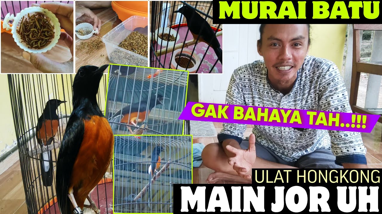 MURAI BATU PAKAI ULAT HONGKONG ‼️ JIKA MEMANG BIKIN MURAI GACOR BONGKAR ISIAN, Kenapa TIDAK