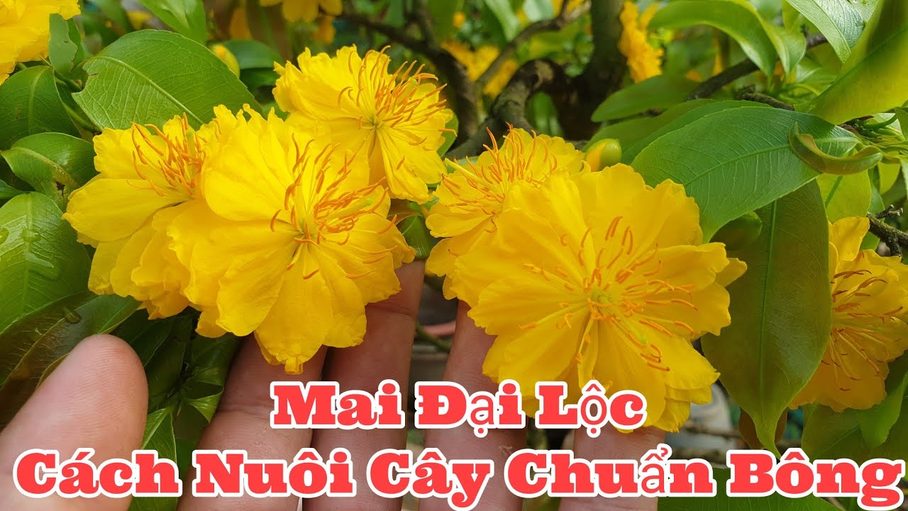 M&ugrave;ng 6 Tết -C&aacute;ch Nu&ocirc;i C&acirc;y Mai Đại Lộc Chuẩn B&ocirc;ng Nhiều C&aacute;nh