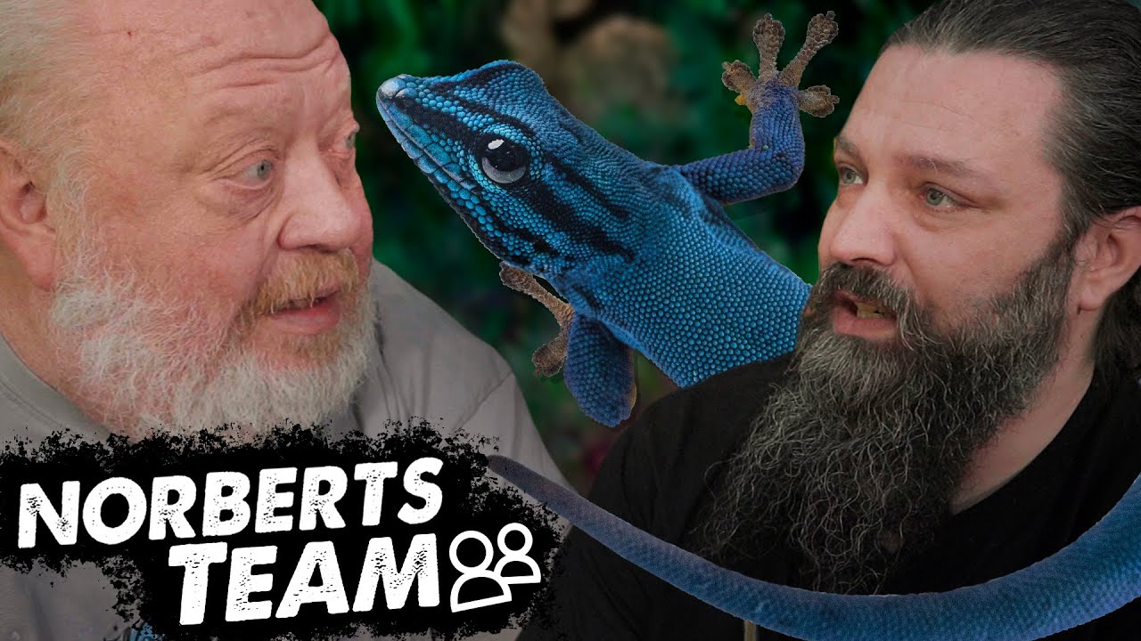 HIMMELBLAUER ZWERGTAGGECKO | NORBERTS TEAM | Zoo Zajac