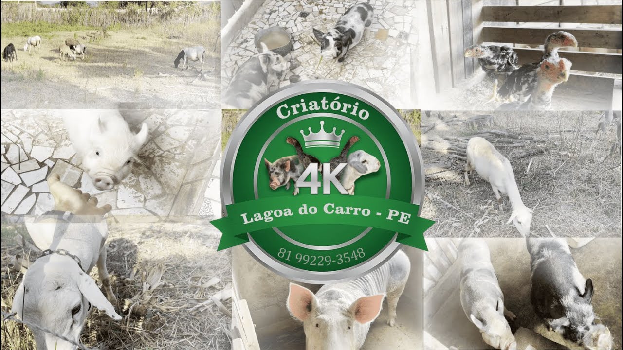 Mostrando nossos animais (Criatório 4K)