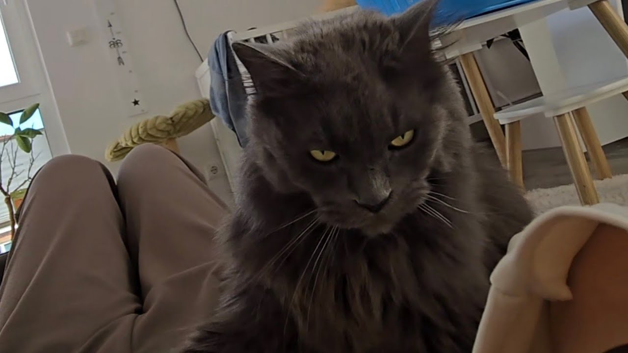 Dieser Kater hat mich gebissen 😱