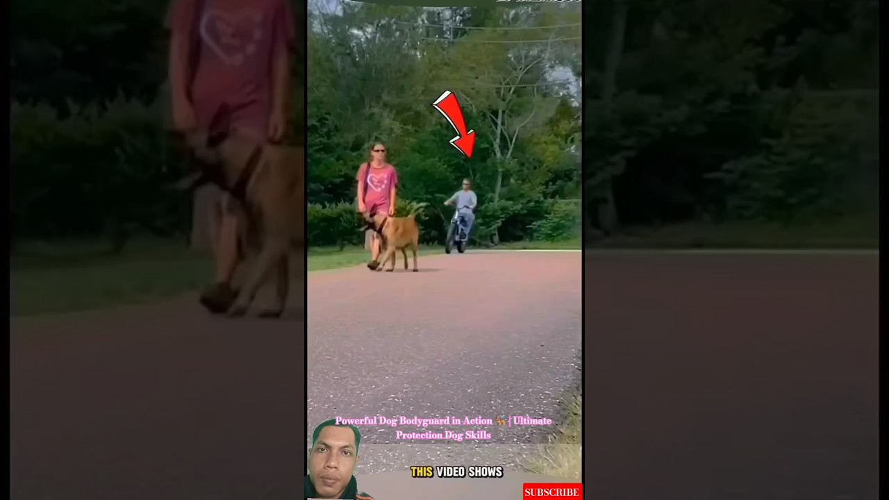 Мощный собачий телохранитель в действии 🐕‍🦺 | Навыки идеальной защиты с помощью собаки #дрессиров...