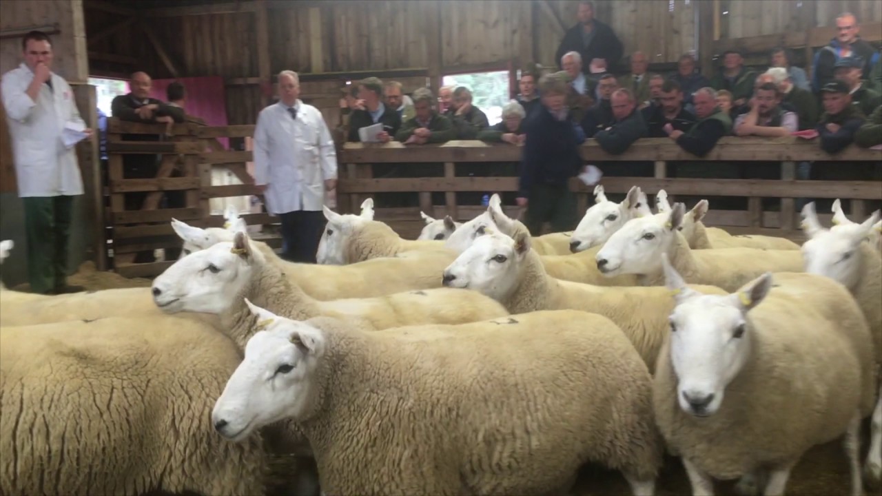 Armadale Cast Ewes - Lairg 2016