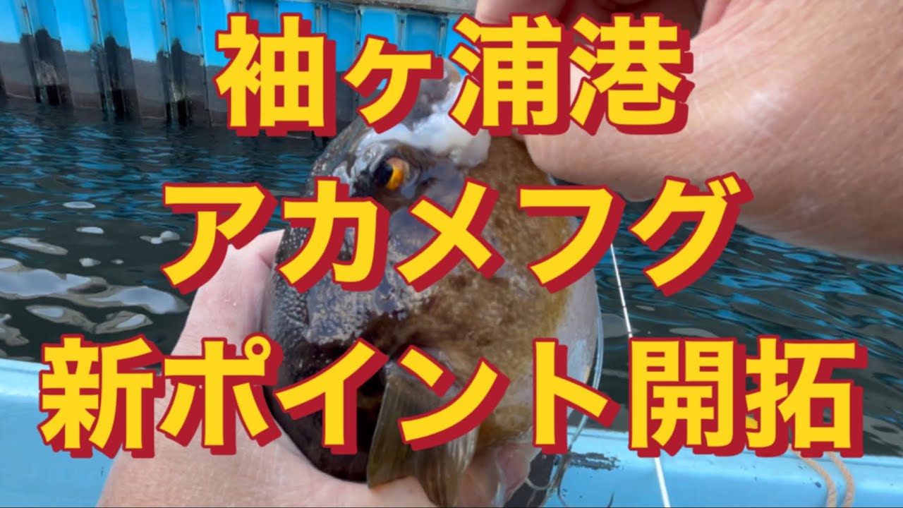 【アカメフグ新ポイント開拓】EP.108#fishing #船釣り #フグ釣り#アカメフグ#ヒガンフグ#袖ヶ浦#ポイント開拓
