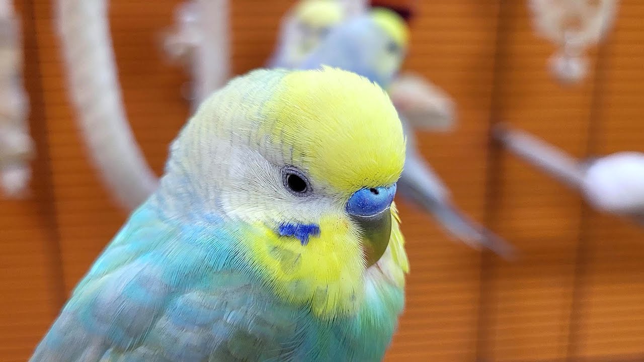 7 hours of budgie singing and calling sounds