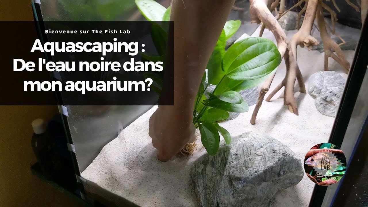AQUASCAPING : Aquarium amazonien d'eau noire (200 litres)