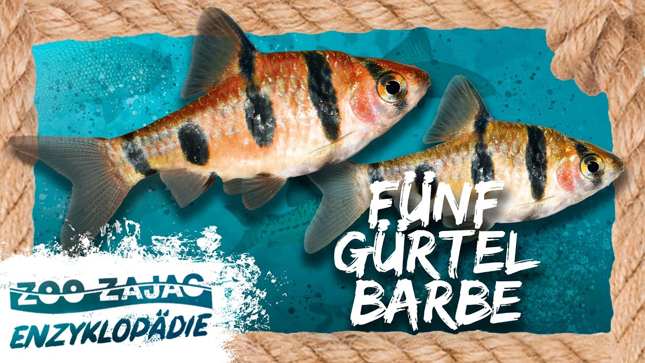 FÜNF GÜRTEL & KEIN KNOPF | FISCHENZYKLOPÄDIE | Zoo Zajac