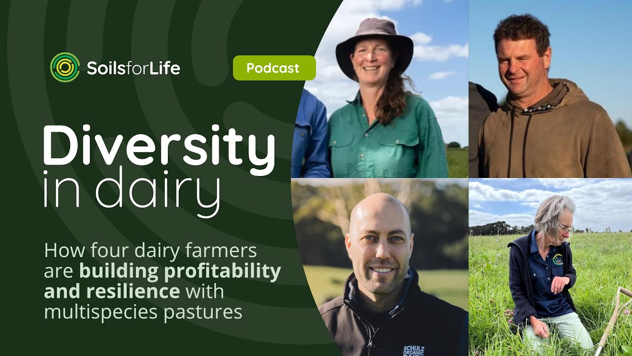 Diversity in dairy: Four dairy farmers are building profitability and resilience with multispecies