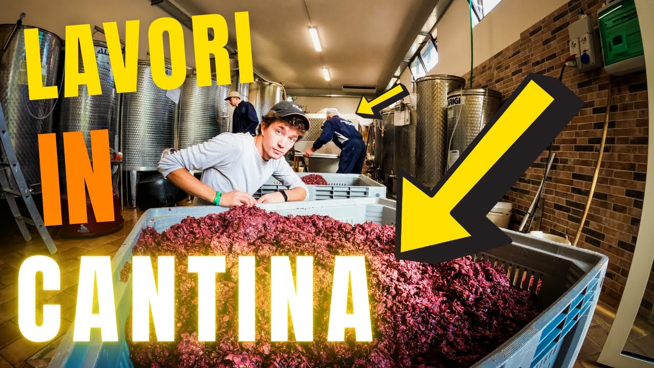 Vendemmia 2020 | Lavorazioni in Cantina | Pressa Enologica - Vinificazione | Filips Country