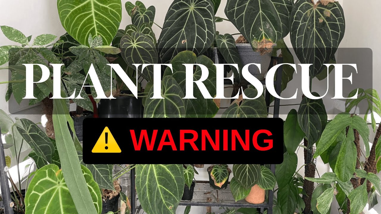 Extreme Plant Rescue, How I Save Dying Houseplants | Plant Rescue Methods that actually WORK!