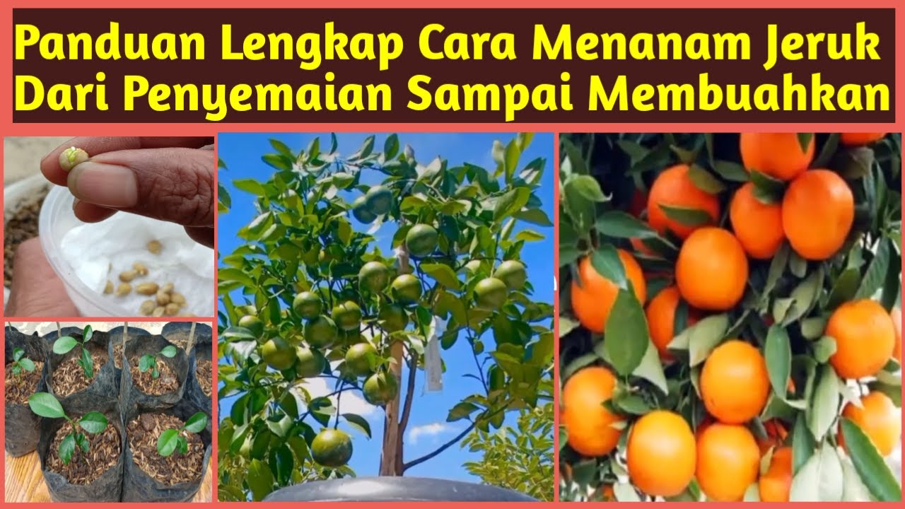 Cara Menanam Jeruk Santang Madu dalam pot , Panduan lengkap Menanam Jeruk dari Biji Sampai Berbuah