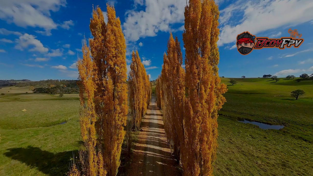 Poplar Trees in Autumn.