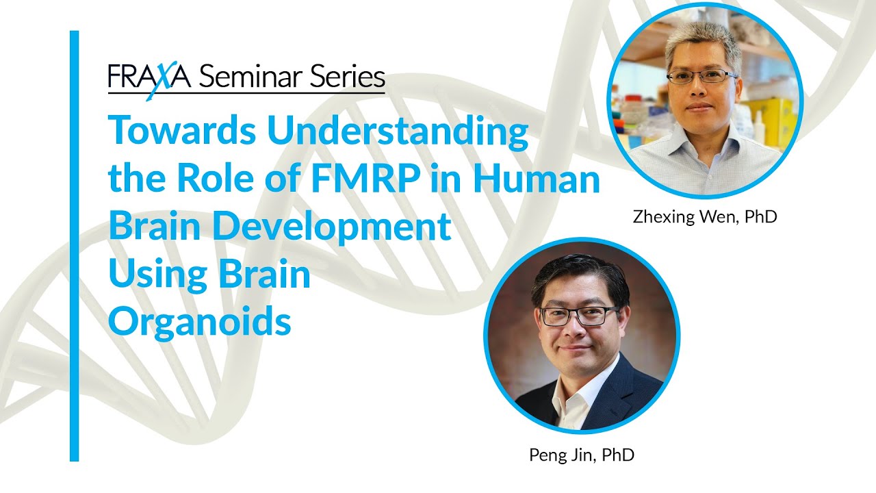 Towards Understanding the Role of FMRP in Human Brain Development Using Brain Organoids