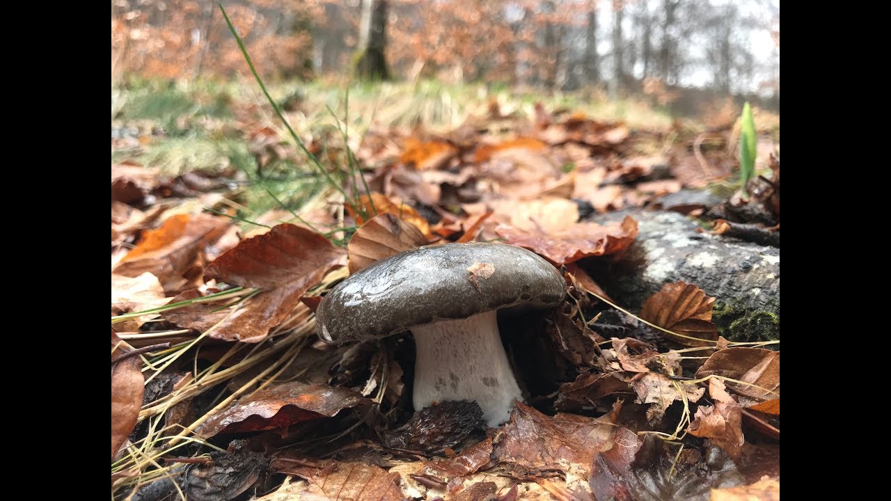 MARZUELO FEBRERO 2018 (Hygrophorus Marzuolus)