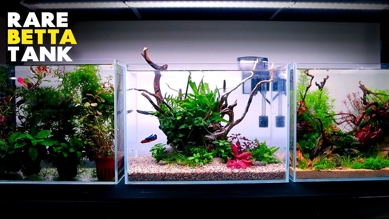Aquascape Tutorial: RARE BETTA Planted Aquarium (how to: step by step fish tank guide)