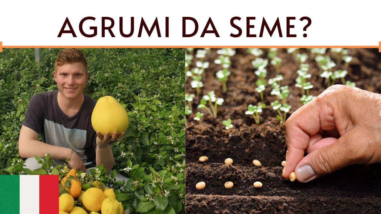 AGRUMI DA SEME A COSTO ZERO! - AGRUMI LENZI